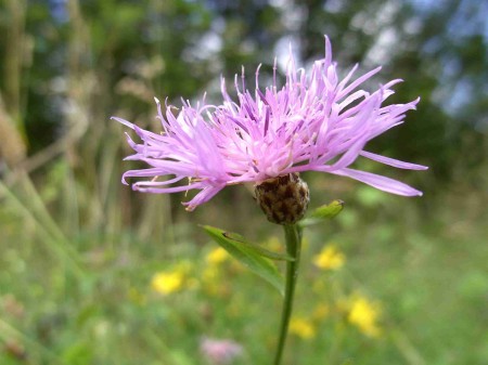 Centaurée jacée